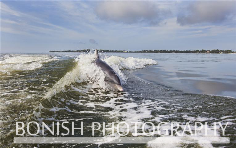 Dolphin_Cedar_Key (2)