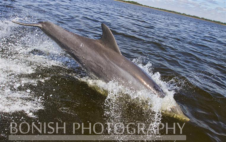 Dolphin_Cedar_Key