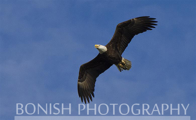 Bald Eagle, Flying, 