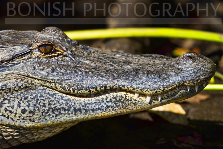 Florida_Alligator (1)