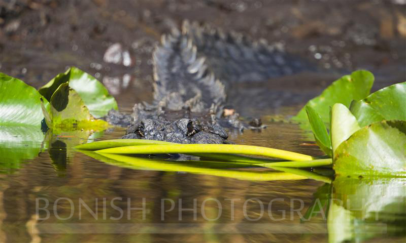 Florida_Alligator (2)