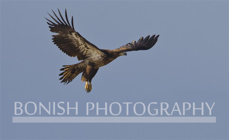 Immature_Bald_Eagle