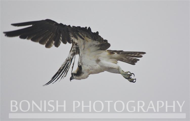 Osprey_Fly_Over