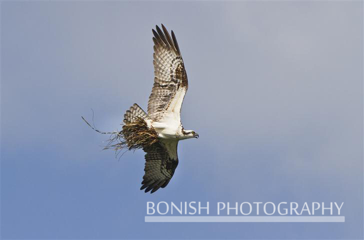 Osprey_With_Nesting_Material (1)