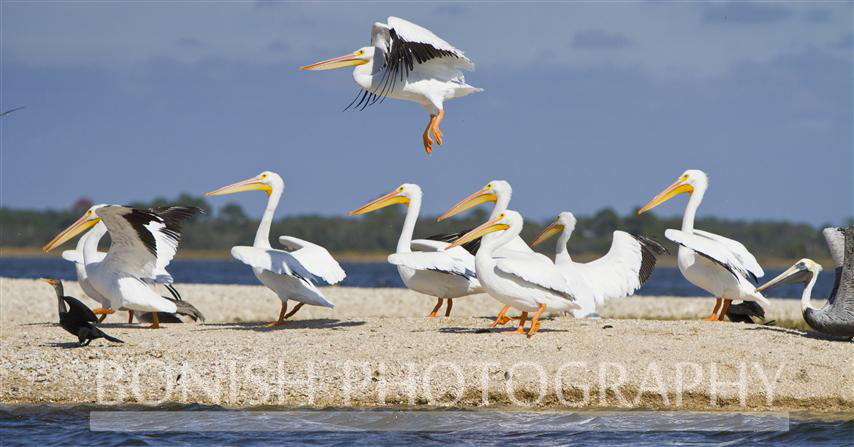 White_Pelican_Taking_To_Flight