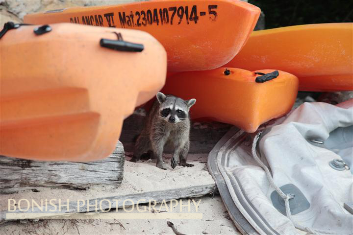 Beach_Coon (1)