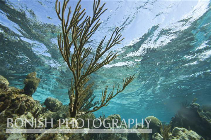 Grand_Cayman_Snorkeling (2)