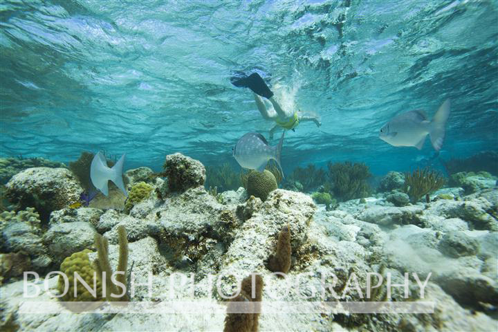 Grand_Cayman_Snorkeling (3)