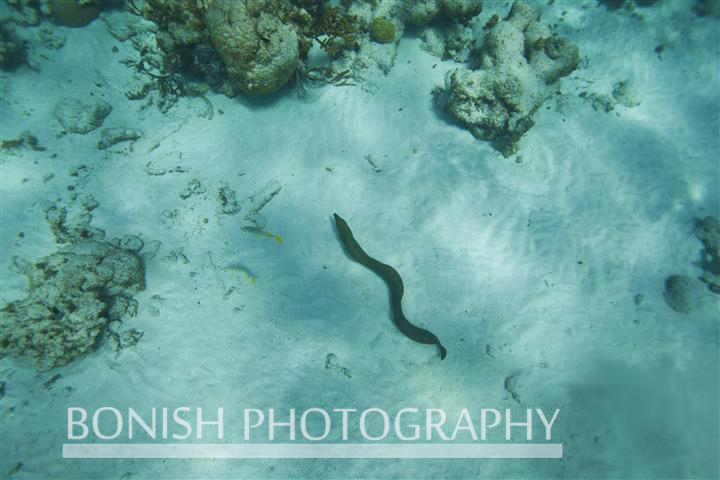 Grand_Cayman_Snorkeling (5)