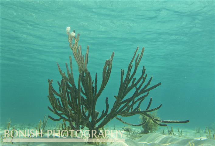 Snorkeling_Cozumel (1)