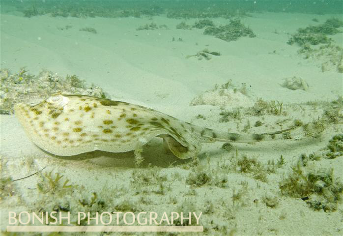 Snorkeling_Cozumel (2)