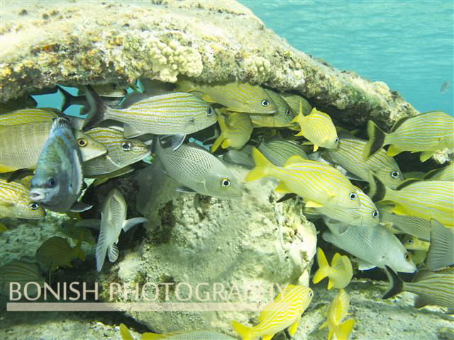 Snorkeling_Cozumel (3)