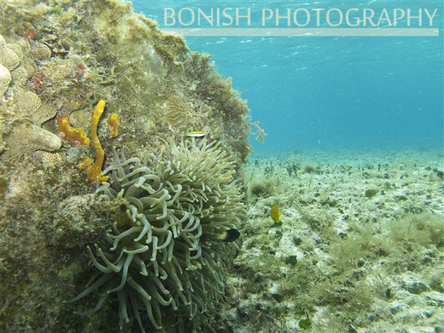 Snorkeling_Cozumel (5)