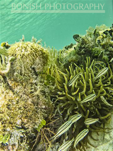 Snorkeling_Cozumel (6)