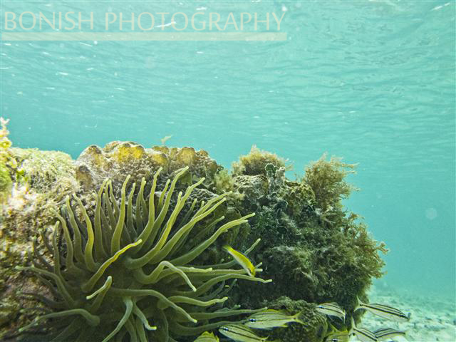 Snorkeling_Cozumel (7)