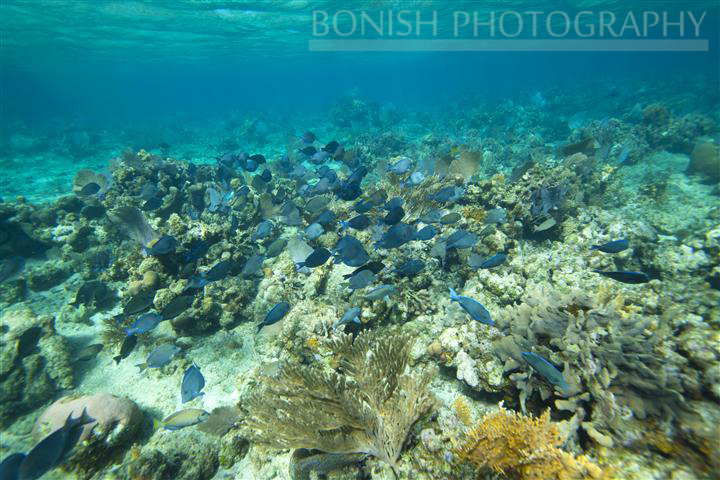 Snorkeling_Roatan (3)