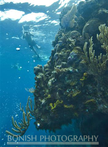 Snorkeling_Roatan (9)