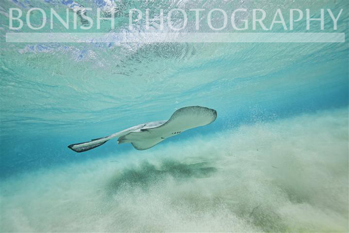 Stingray_City (10)