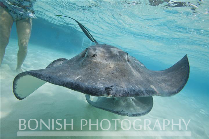 Stingray_City (12)