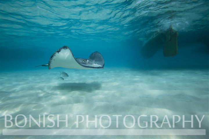 Stingray_City (15)