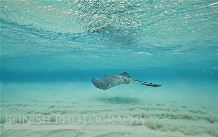 Stingray_City (5)