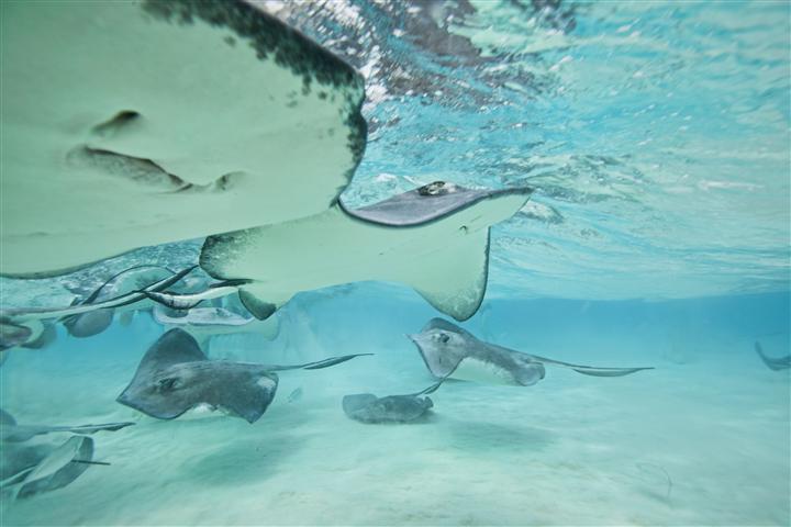 Stingray_City (6)