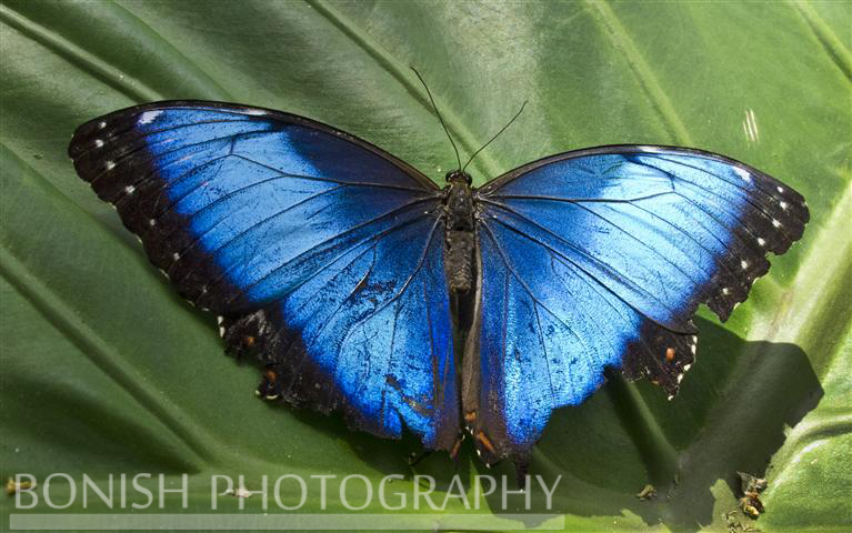 Blue_Morpho_Butterfly