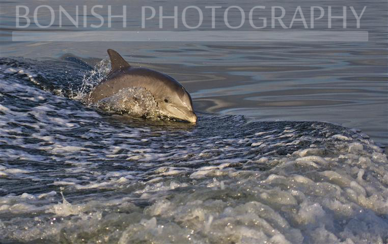 Dolphin_In_Wake