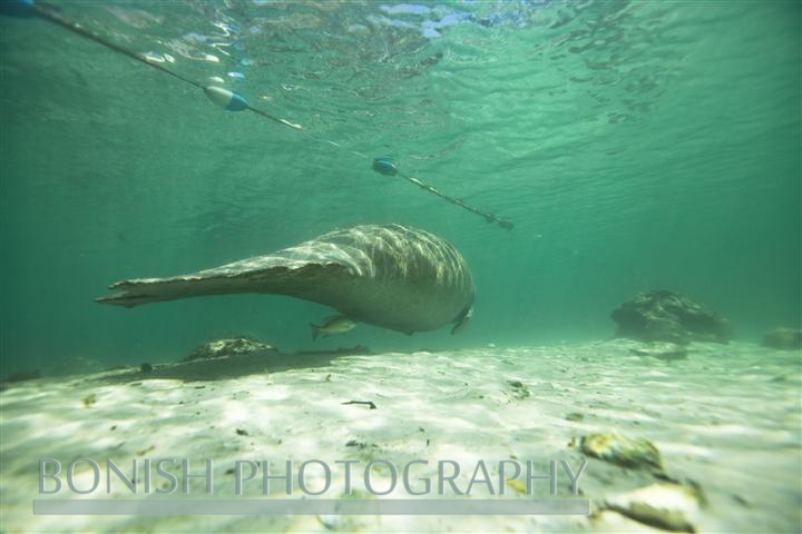 Following_Manatee