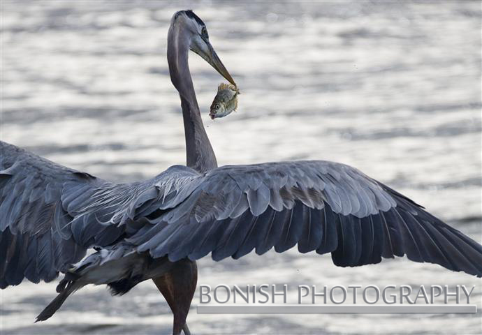 Great_Blue_Heron