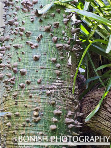 Kapok_or_Silk_Cotton_Tree - Bombax_ceiba_Linn.