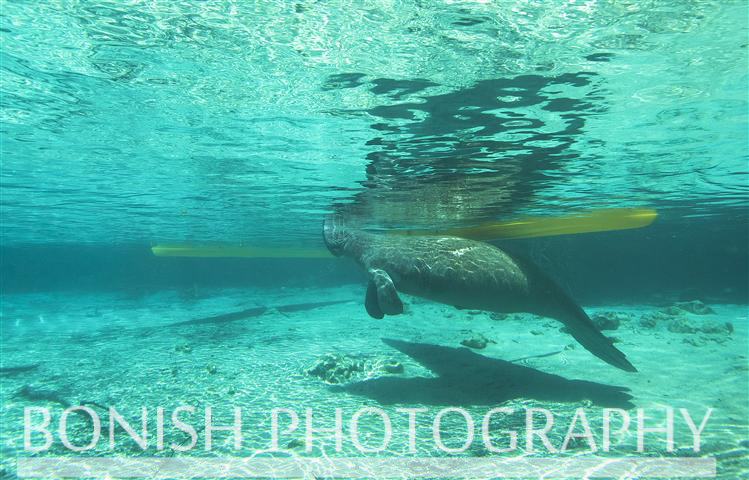 Manatee