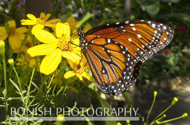 Monarch_Butterfly