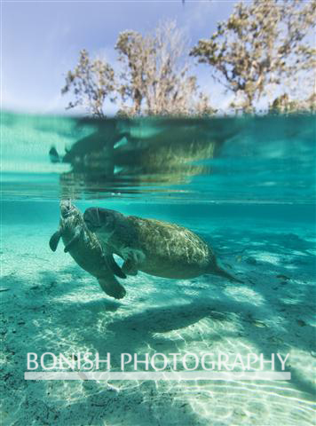 Mother_Baby_Manatee