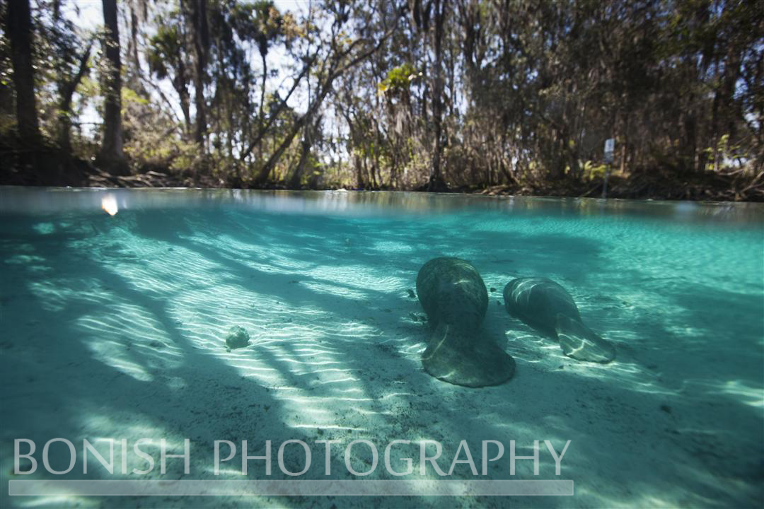 Mother_Baby_Manatee_3_Sisters_Spring