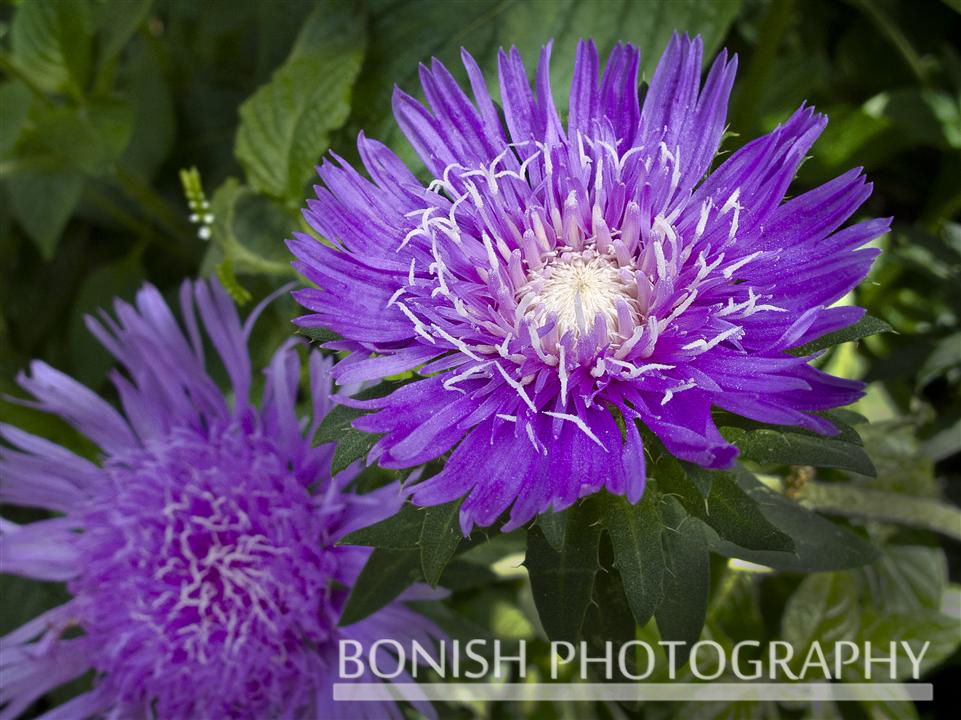 Stokes_Aster_Bloom