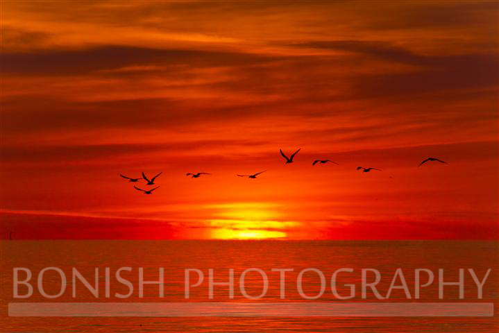 Sunrise_Black_Skimmers