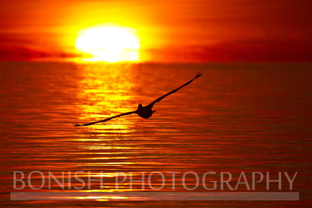 Sunrise_Pelican