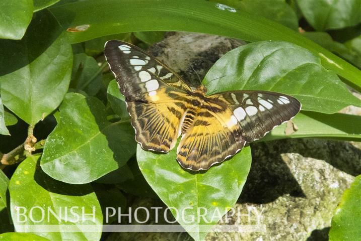 Tropical_Butterfly (1)
