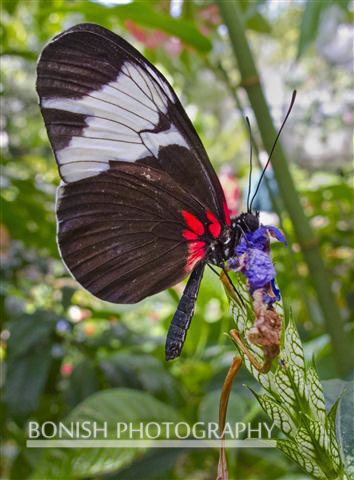 Tropical_Butterfly-2.jpg