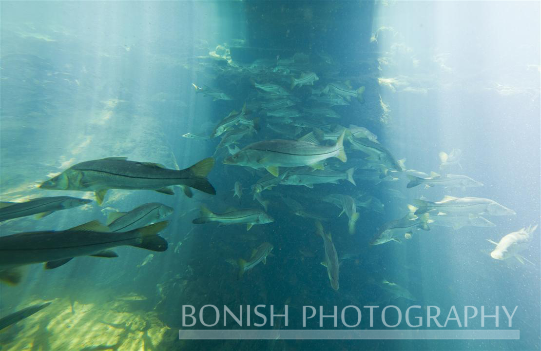 Under_Water_School_Fish