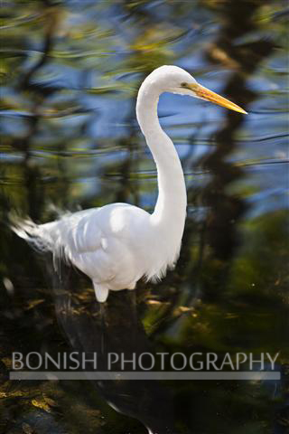 White_Egret