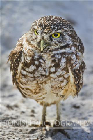 Tiny Burrowing Owl. This is just a tad larger than a coffee mug