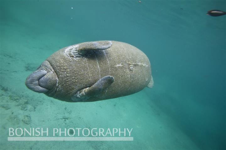 Female_Manatee