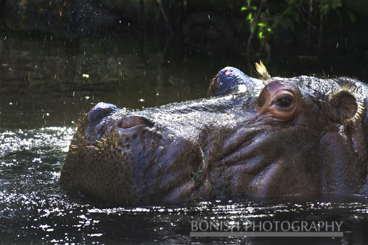 The Resident Hippo that just turned 53 years old