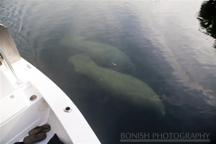 Manatee_Beside_The_Boat