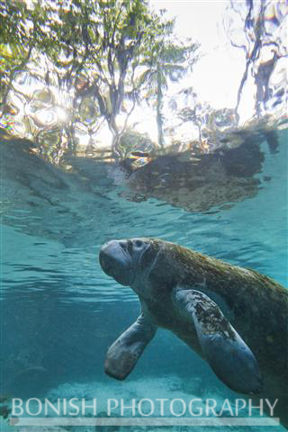 Manatee_Surfacing