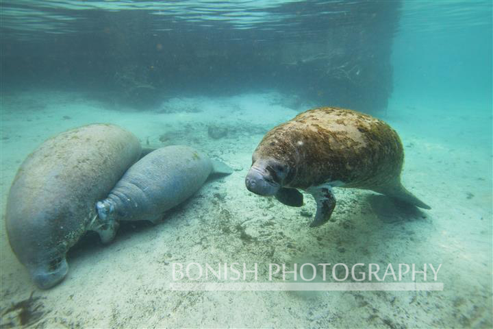 Nursing_Manatee