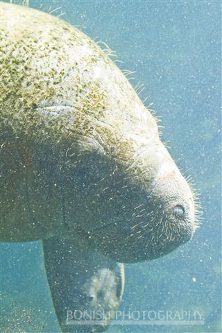 West_Indian_Manatee