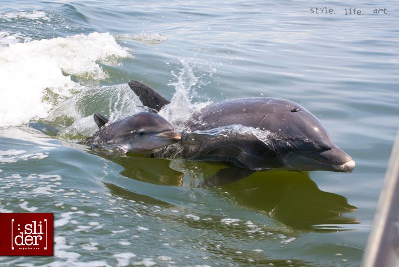 Baby_Dolphin_Photo_By_Jay_Golien